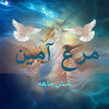 مرغ آمین 6 ماهه