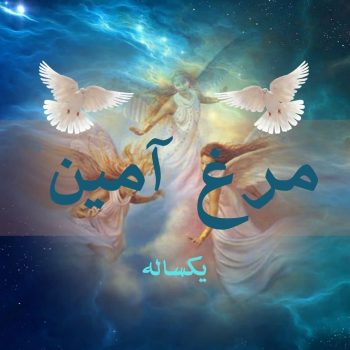 مرغ آمین یکساله